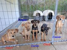 CLEO2, Hund, Mischlingshund in Griechenland - Bild 6