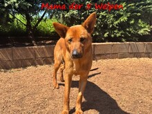 CLEO2, Hund, Mischlingshund in Griechenland - Bild 7