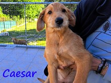 CAESAR, Hund, Mischlingshund in Griechenland