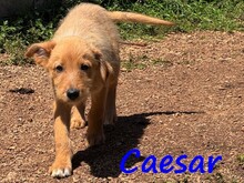 CAESAR, Hund, Mischlingshund in Griechenland - Bild 2