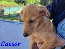 CAESAR, Hund, Mischlingshund in Griechenland - Bild 3