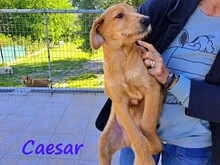 CAESAR, Hund, Mischlingshund in Griechenland - Bild 4