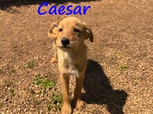 CAESAR, Hund, Mischlingshund in Griechenland - Bild 5
