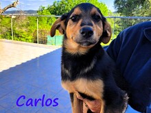 CARLOS, Hund, Mischlingshund in Griechenland