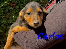 CARLOS, Hund, Mischlingshund in Griechenland - Bild 2