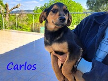 CARLOS, Hund, Mischlingshund in Griechenland - Bild 3