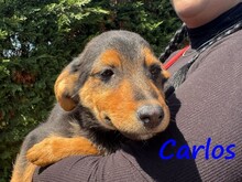 CARLOS, Hund, Mischlingshund in Griechenland - Bild 4