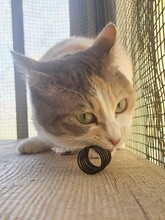 ANGEL, Katze, Hauskatze in Türkei - Bild 1