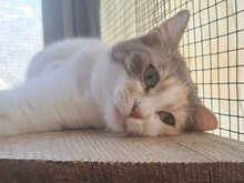 ANGEL, Katze, Hauskatze in Türkei - Bild 2