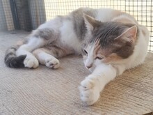 ANGEL, Katze, Hauskatze in Türkei - Bild 3