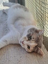 ANGEL, Katze, Hauskatze in Türkei - Bild 4