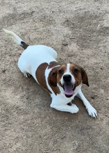 HANDY, Hund, Mischlingshund in Italien - Bild 1