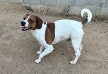 HANDY, Hund, Mischlingshund in Italien - Bild 2