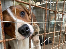 HANDY, Hund, Mischlingshund in Italien - Bild 3