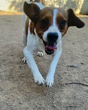 HANDY, Hund, Mischlingshund in Italien - Bild 4