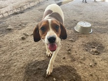 HANDY, Hund, Mischlingshund in Italien - Bild 5