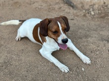 HANDY, Hund, Mischlingshund in Italien - Bild 6
