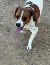 HANDY, Hund, Mischlingshund in Italien - Bild 7