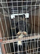 QUIN, Hund, Mischlingshund in Rumänien - Bild 1
