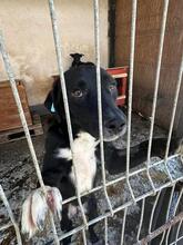 QUIN, Hund, Mischlingshund in Rumänien - Bild 2