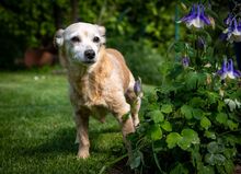 MARY, Hund, Mischlingshund in Kipfenberg - Bild 1