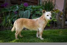 MARY, Hund, Mischlingshund in Kipfenberg - Bild 2