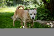 MARY, Hund, Mischlingshund in Kipfenberg - Bild 3