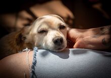 MARY, Hund, Mischlingshund in Kipfenberg - Bild 4