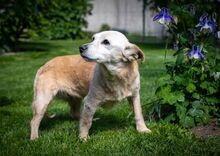 MARY, Hund, Mischlingshund in Kipfenberg - Bild 5