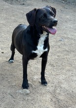 HEIDE, Hund, Mischlingshund in Italien - Bild 2