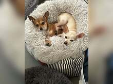 SOPHIE, Hund, Chihuahua in Bochum - Bild 1
