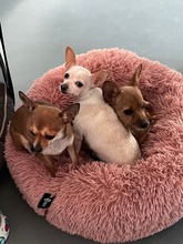SOPHIE, Hund, Chihuahua in Bochum - Bild 10