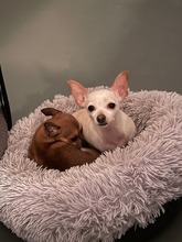 SOPHIE, Hund, Chihuahua in Bochum - Bild 11