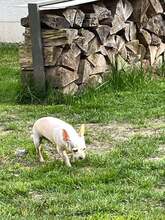 SOPHIE, Hund, Chihuahua in Bochum - Bild 12