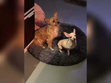 SOPHIE, Hund, Chihuahua in Bochum - Bild 3