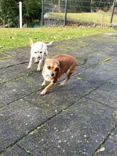 SOPHIE, Hund, Chihuahua in Bochum - Bild 4