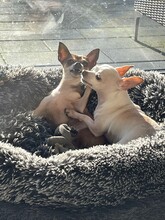 SOPHIE, Hund, Chihuahua in Bochum - Bild 5