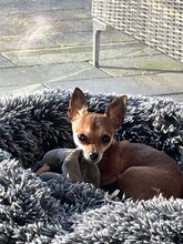SOPHIE, Hund, Chihuahua in Bochum - Bild 7