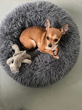 SOPHIE, Hund, Chihuahua in Bochum - Bild 8