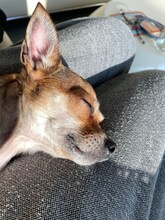 SOPHIE, Hund, Chihuahua in Bochum - Bild 9