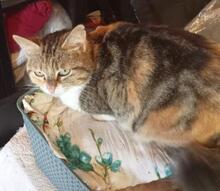 ADELAIDA, Katze, Europäisch Kurzhaar in Spanien