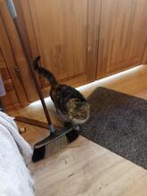 ADELAIDA, Katze, Europäisch Kurzhaar in Spanien - Bild 2