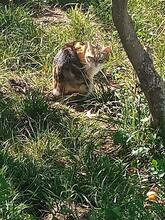 ADELAIDA, Katze, Europäisch Kurzhaar in Spanien - Bild 3