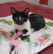 PENNY, Katze, Europäisch Kurzhaar in Spanien