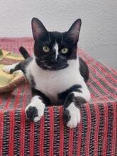 PENNY, Katze, Europäisch Kurzhaar in Spanien - Bild 2