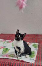 PENNY, Katze, Europäisch Kurzhaar in Spanien - Bild 3