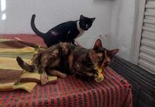 PENNY, Katze, Europäisch Kurzhaar in Spanien - Bild 4