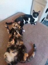 PENNY, Katze, Europäisch Kurzhaar in Spanien - Bild 5