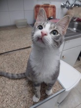 DASOULIS, Katze, Europäisch Kurzhaar in Hamburg - Bild 1