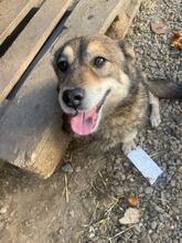 HENRY, Hund, Mischlingshund in Rumänien - Bild 2